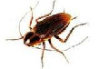 abq-rioranchopestsolutionspestcontrol004013.jpg