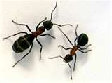 abq-rioranchopestsolutionspestcontrol004014.jpg